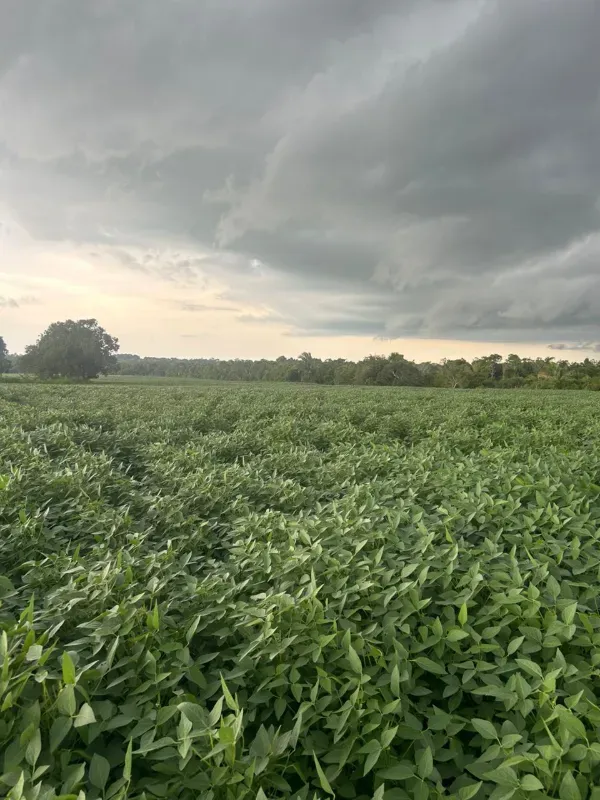 Fazenda em Juarina/Tocantins — Ref ENPMH9 — Imagem 7