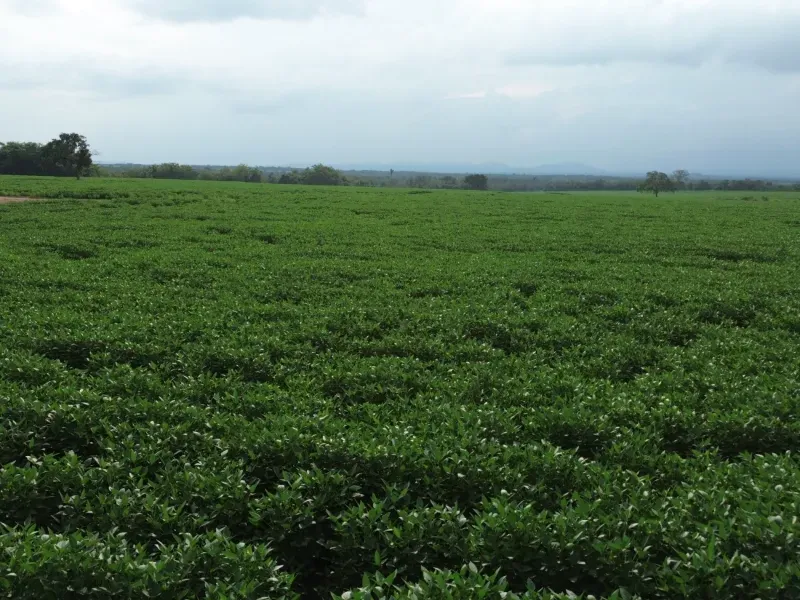 Fazenda em Juarina/Tocantins — Ref ENPMH9 — Imagem 11