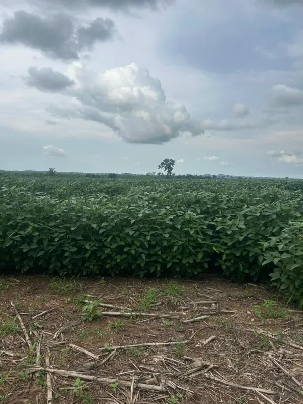 Fazenda em Juarina/Tocantins — Ref ENPMH9 — Imagem 13