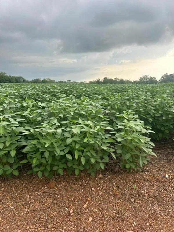 Fazenda em Juarina/Tocantins — Ref ENPMH9 — Imagem 15