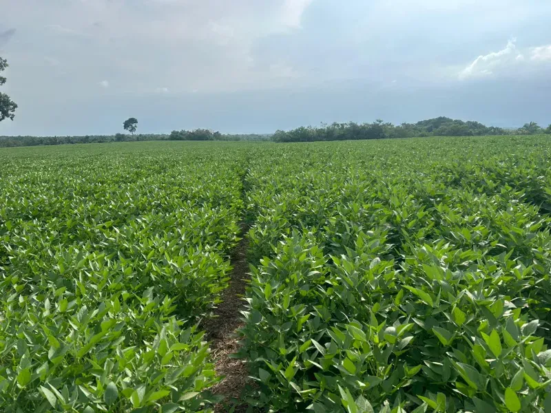 Fazenda em Juarina/Tocantins — Ref ENPMH9 — Imagem 17