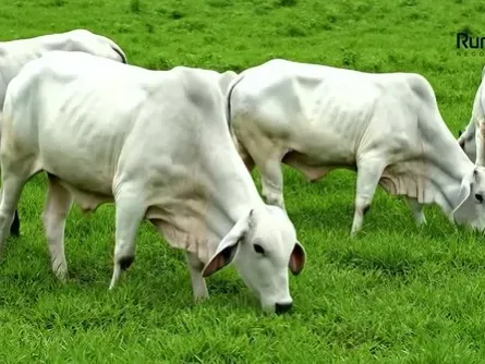 Fazenda em Guaraí/Tocantins — Ref Y444V1 — Imagem 4