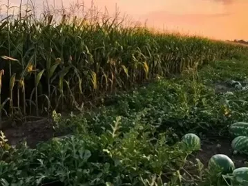 Fazenda em Guaraí/Tocantins — Ref Y444V1 — Imagem 3