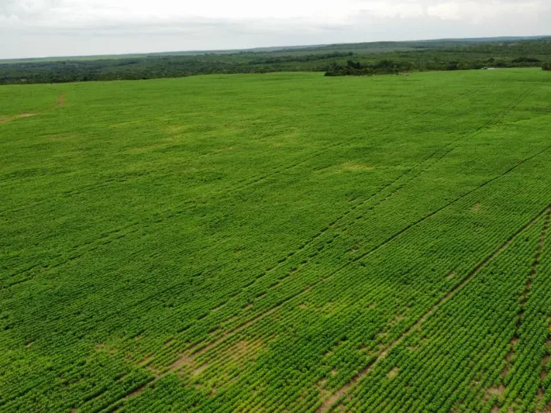 Fazenda em Pedro Afonso/Tocantins — Ref RCQT7X — Imagem 11