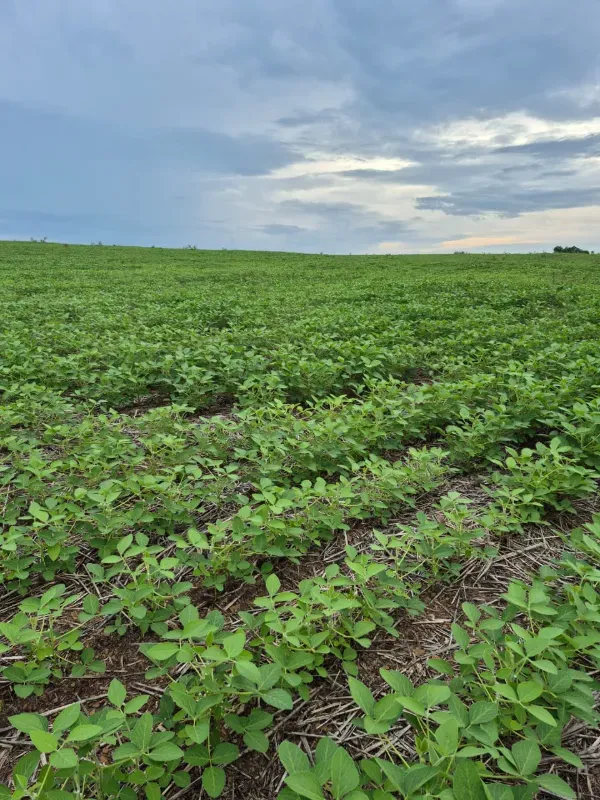 Fazenda em Pedro Afonso/Tocantins — Ref RCQT7X — Imagem 2