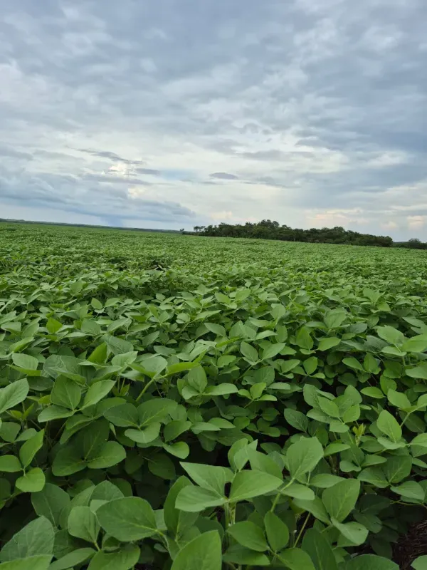 Fazenda em Pedro Afonso/Tocantins — Ref RCQT7X — Imagem 4