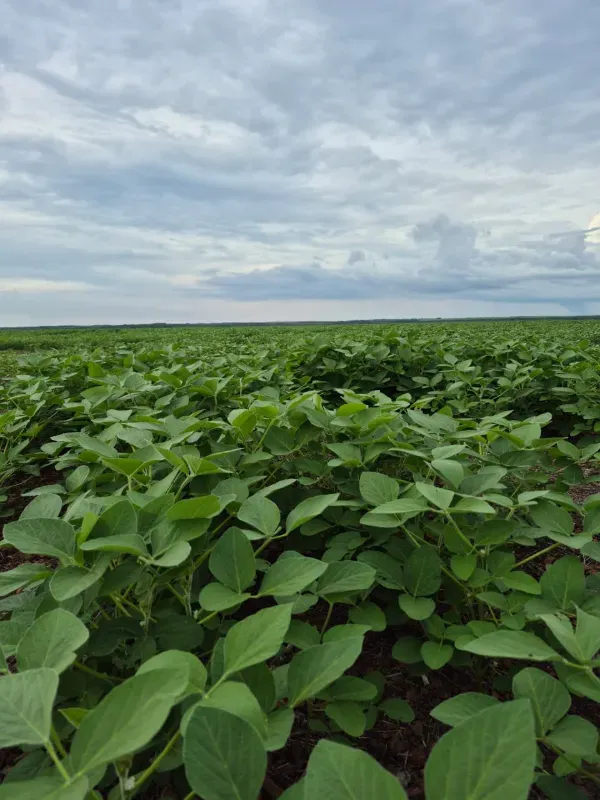 Fazenda em Pedro Afonso/Tocantins — Ref RCQT7X — Imagem 3