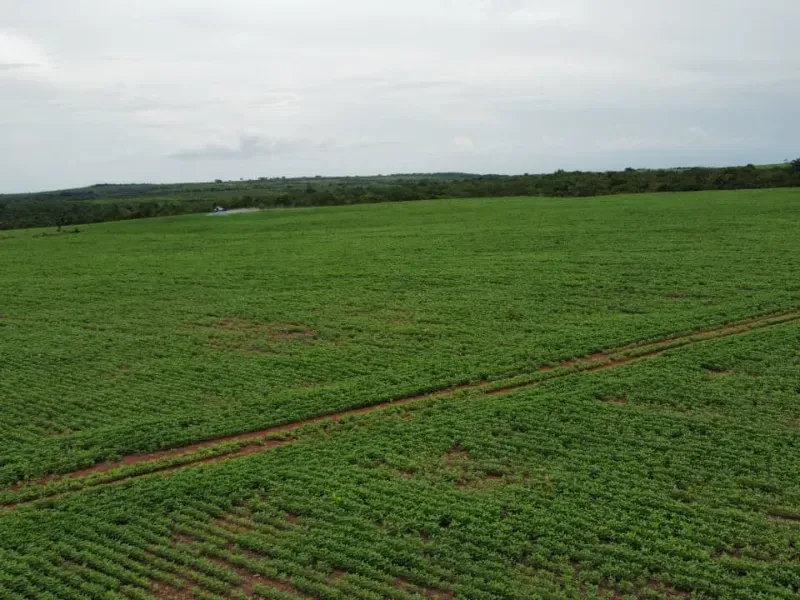 Fazenda em Pedro Afonso/Tocantins — Ref RCQT7X — Imagem 12