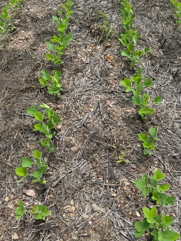 Fazenda em Couto Magalhães/Tocantins — Ref U4DQE5 — Imagem 2