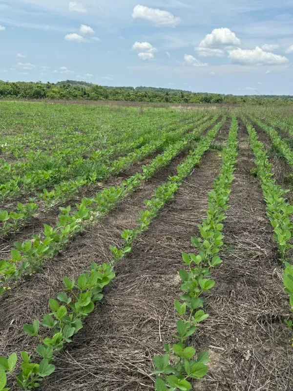 Fazenda em Couto Magalhães/Tocantins — Ref U4DQE5 — Imagem 3