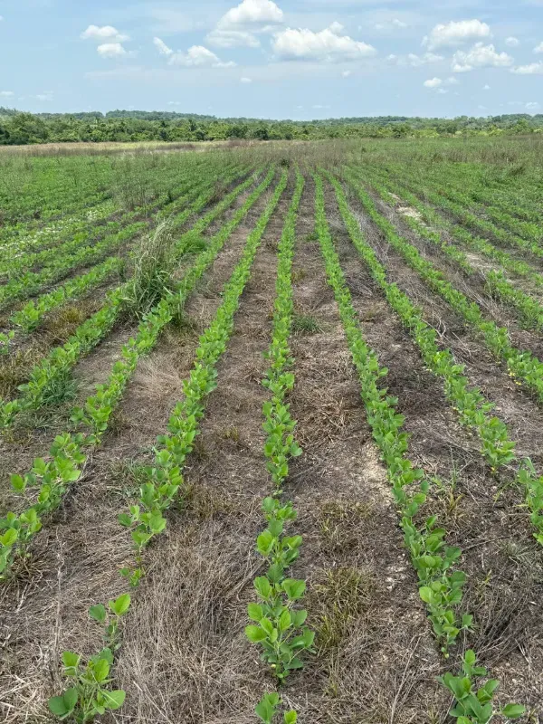 Imóvel rural em Couto Magalhães/Tocantins — Ref U4DQE51