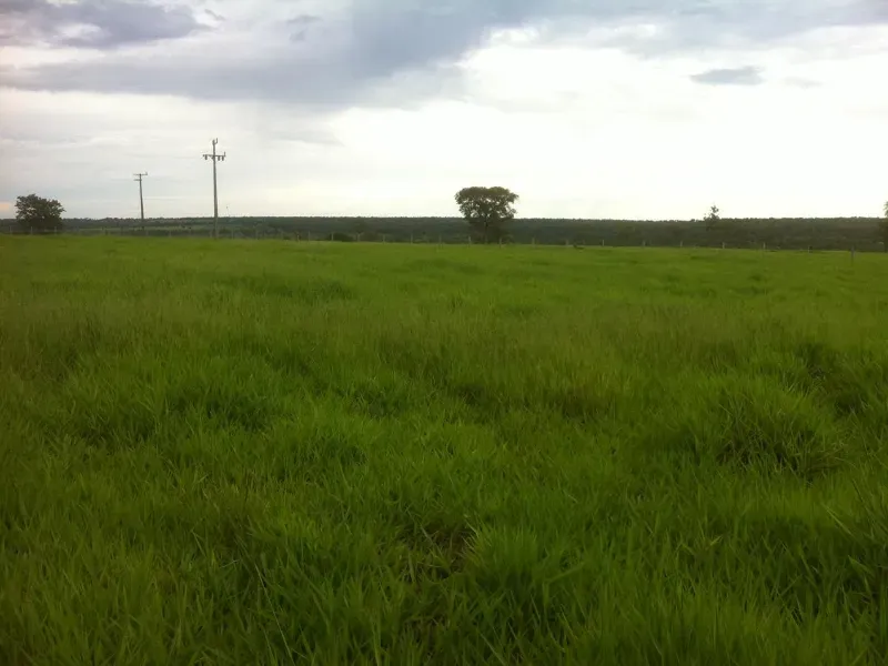 Fazenda em Caracol/Mato Grosso do Sul — Ref U5EHWL — Imagem 16