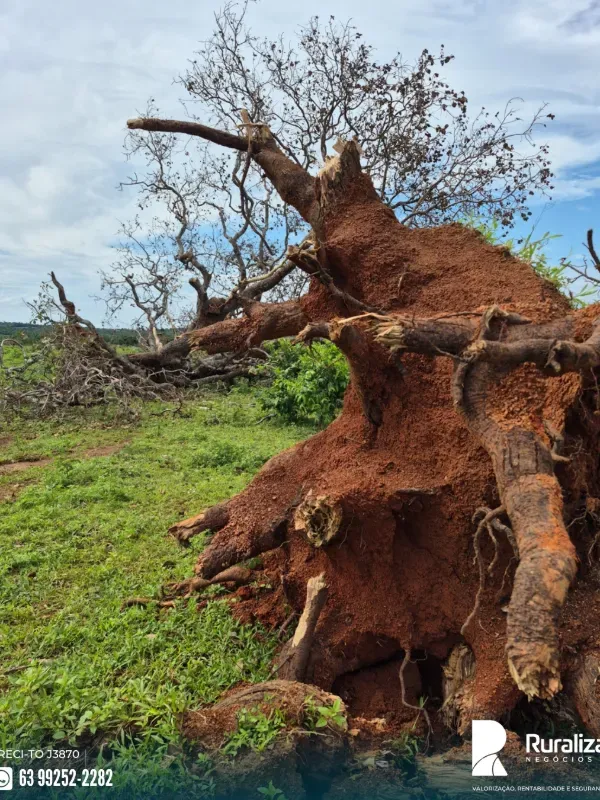 Fazenda em Miracema do Tocantins/Tocantins — Ref PYANVO — Imagem 7