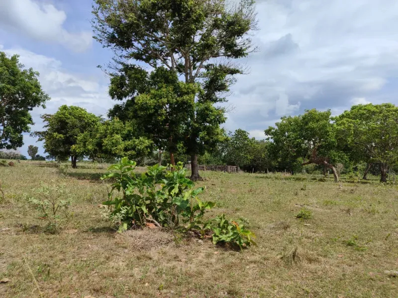 Fazenda em Dois Irmãos do Tocantins/Tocantins — Ref CXCQXE — Imagem 8