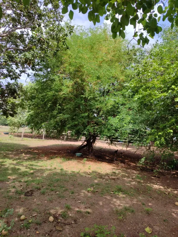 Imóvel rural em Dois Irmãos do Tocantins/Tocantins — Ref CXCQXE1