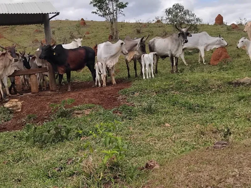 Fazenda em Juiz de Fora/Minas Gerais — Ref 162PDT — Imagem 34