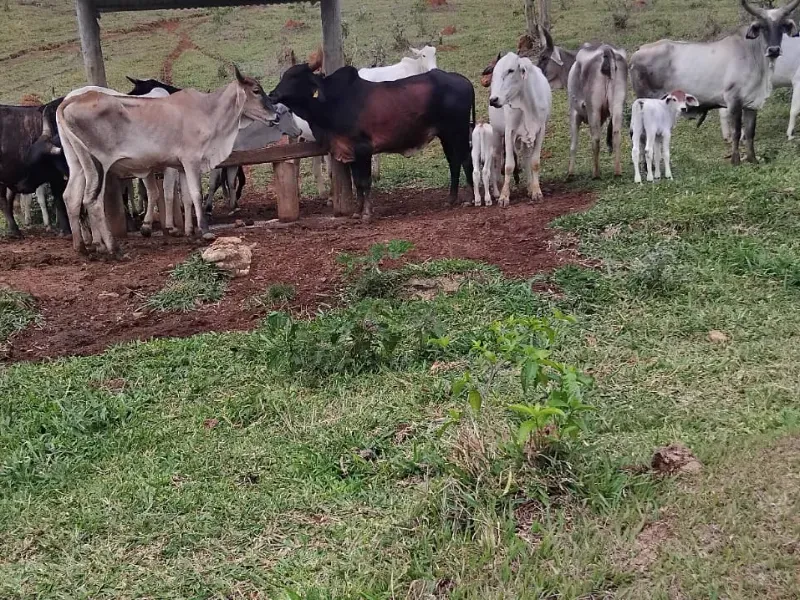 Fazenda em Juiz de Fora/Minas Gerais — Ref 162PDT — Imagem 37