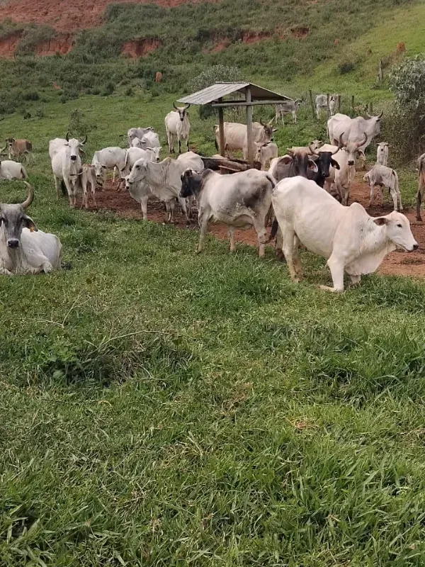 Fazenda em Juiz de Fora/Minas Gerais — Ref 162PDT — Imagem 38