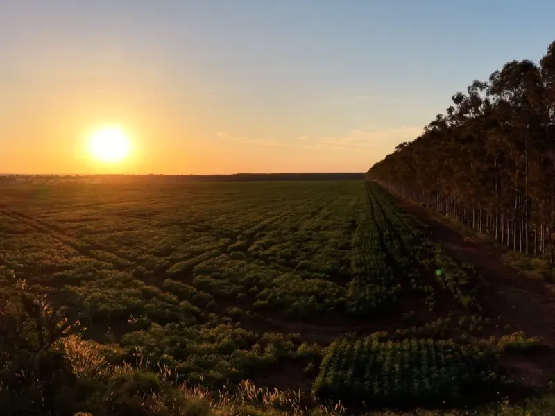Fazenda em Aparecida do Taboado/Mato Grosso do Sul — Ref YUU730 — Imagem 27