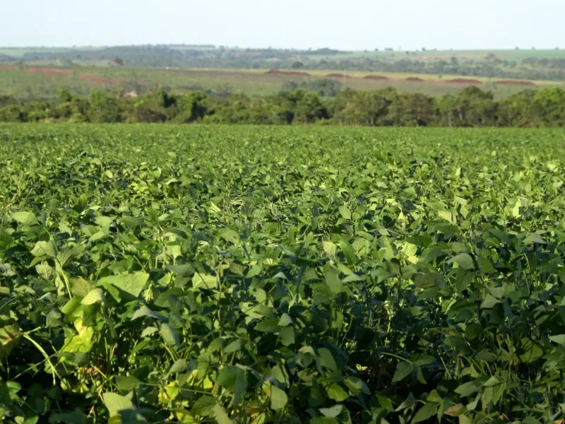 Fazenda em Aparecida do Taboado/Mato Grosso do Sul — Ref YUU730 — Imagem 13
