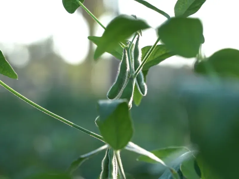 Fazenda em Aparecida do Taboado/Mato Grosso do Sul — Ref YUU730 — Imagem 15