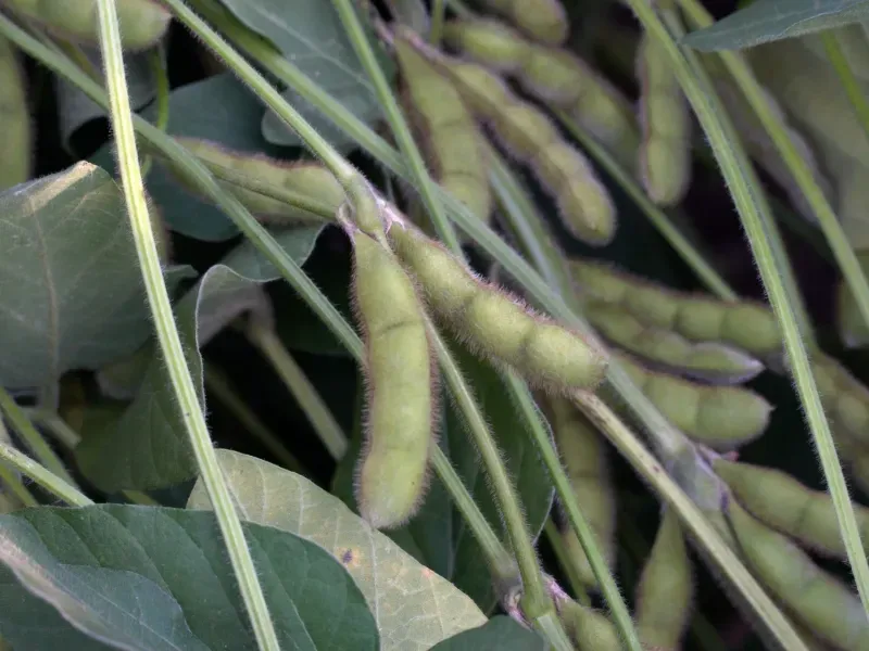 Fazenda em Aparecida do Taboado/Mato Grosso do Sul — Ref YUU730 — Imagem 16