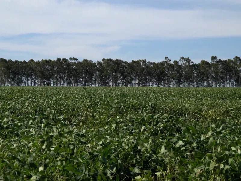 Fazenda em Aparecida do Taboado/Mato Grosso do Sul — Ref YUU730 — Imagem 28