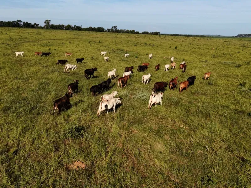 Fazenda em Aparecida do Taboado/Mato Grosso do Sul — Ref YUU730 — Imagem 26