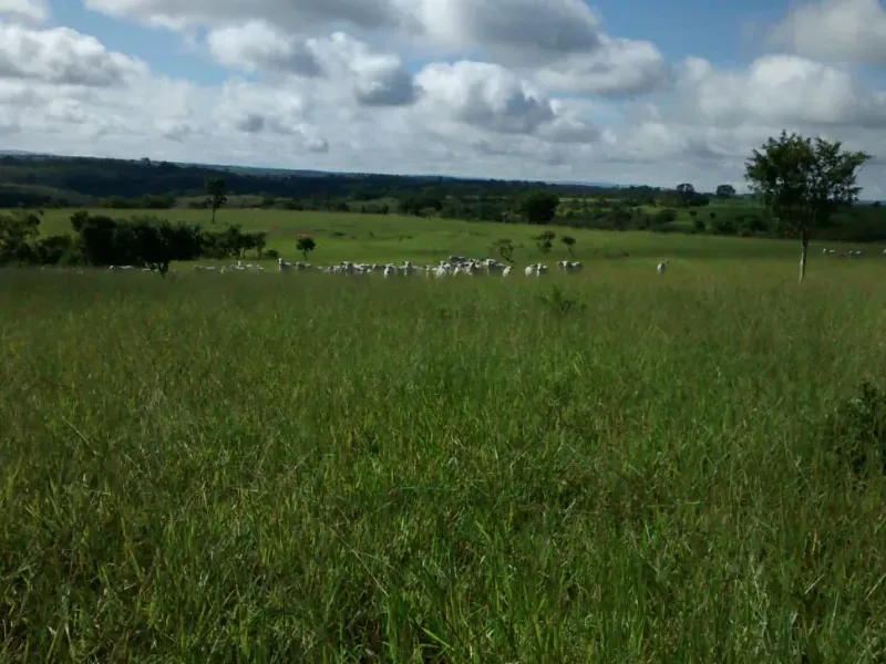 Fazenda em João Pinheiro/Minas Gerais — Ref KVXORQ — Imagem 5