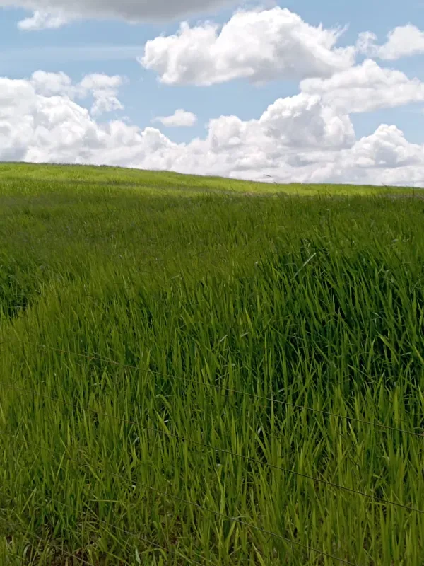Imóvel rural em João Pinheiro/Minas Gerais — Ref KVXORQ1