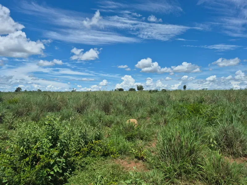 Fazenda em Araguaçu/Tocantins — Ref NQLG5B — Imagem 2