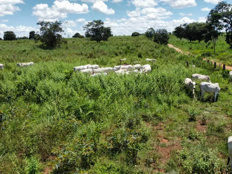 Fazenda em Araguaçu/Tocantins — Ref NQLG5B — Imagem 21