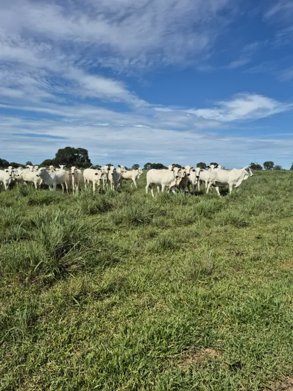 Imóvel rural em Araguaçu/Tocantins — Ref Q8GSIH1