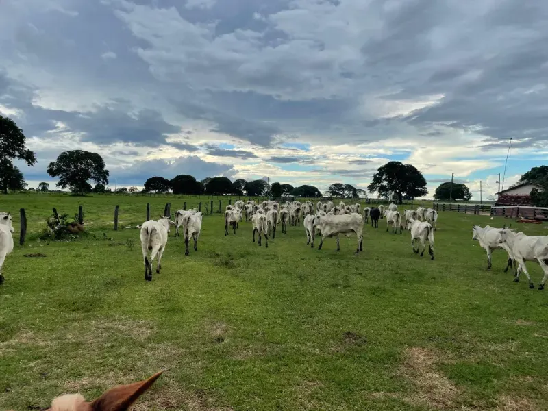 Fazenda em Araguaçu/Tocantins — Ref Q8GSIH — Imagem 2