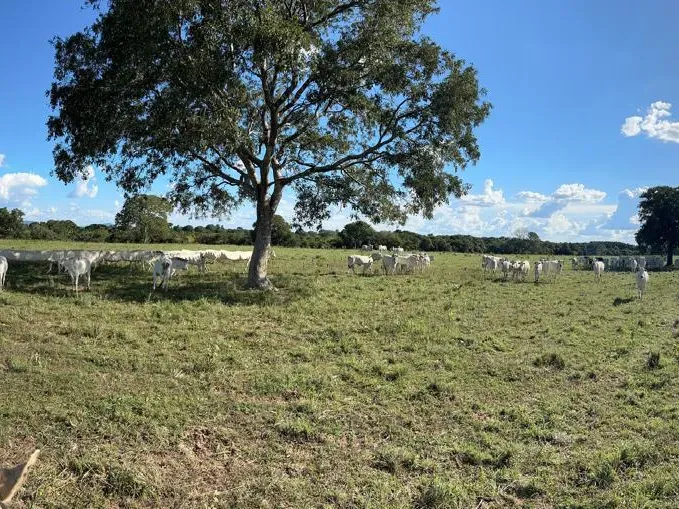 Fazenda em Araguaçu/Tocantins — Ref Q8GSIH — Imagem 3