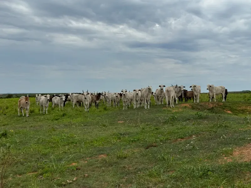Imóvel rural em Tupirama/Tocantins — Ref Z0RHUO1