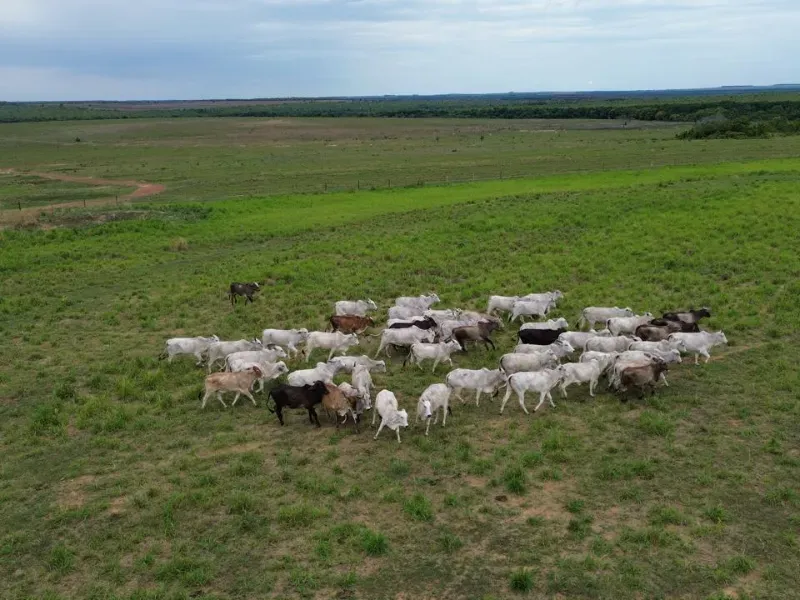 Fazenda em Tupirama/Tocantins — Ref Z0RHUO — Imagem 4