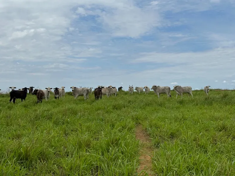 Fazenda em Tupirama/Tocantins — Ref Z0RHUO — Imagem 6