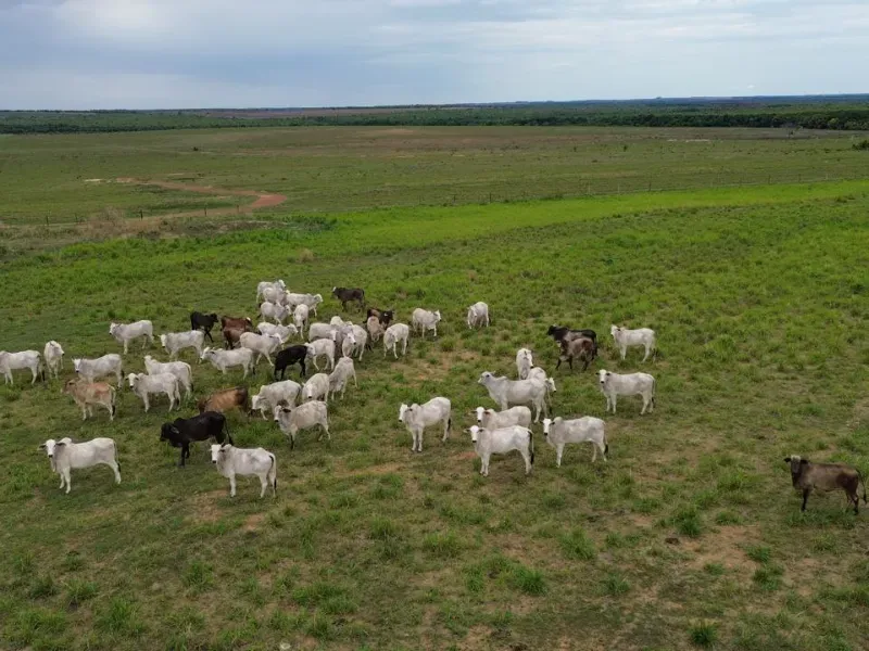 Fazenda em Tupirama/Tocantins — Ref Z0RHUO — Imagem 7