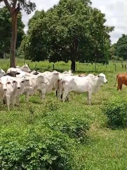Fazenda em Araguaiana/Mato Grosso — Ref 08WLAP — Imagem 6