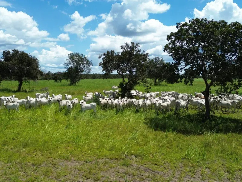 Fazenda em Goianorte/Tocantins — Ref 4K3J26 — Imagem 3