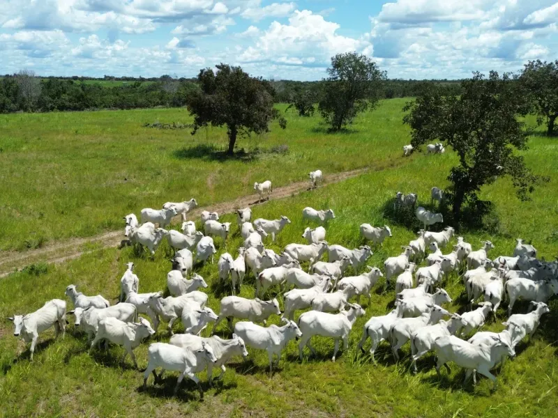 Fazenda em Goianorte/Tocantins — Ref 4K3J26 — Imagem 6