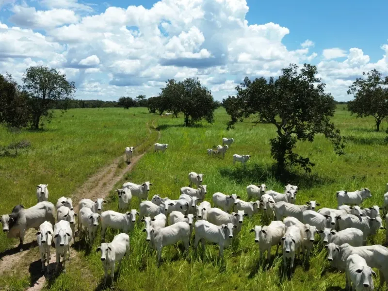 Fazenda em Goianorte/Tocantins — Ref 4K3J26 — Imagem 9