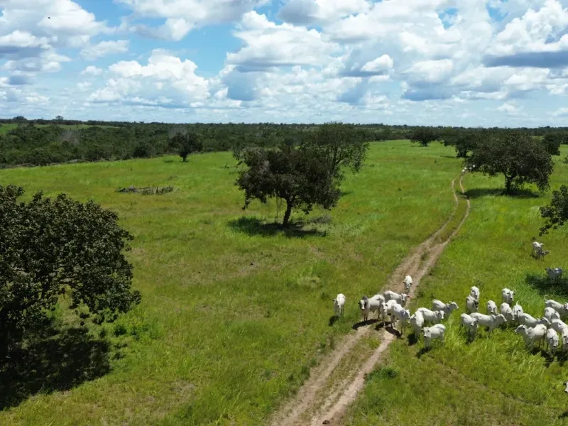 Fazenda em Goianorte/Tocantins — Ref 4K3J26 — Imagem 13