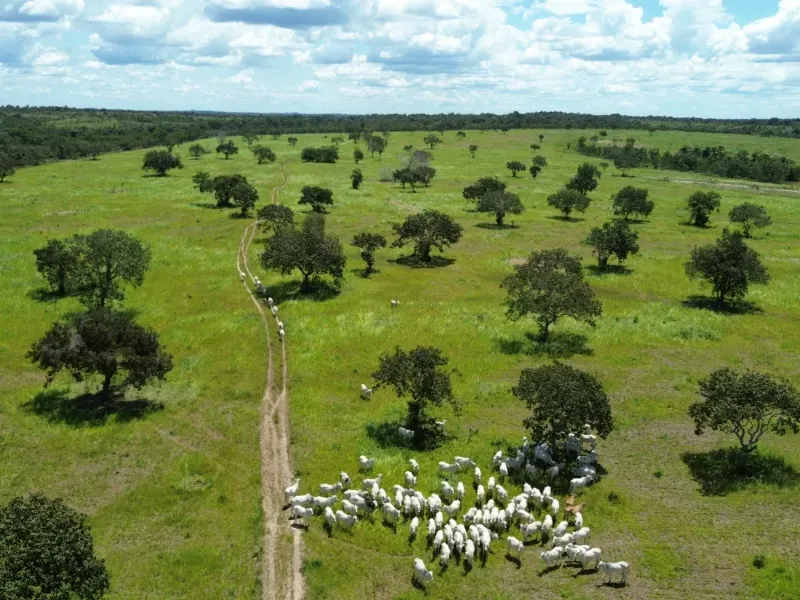 Fazenda em Goianorte/Tocantins — Ref 4K3J26 — Imagem 25