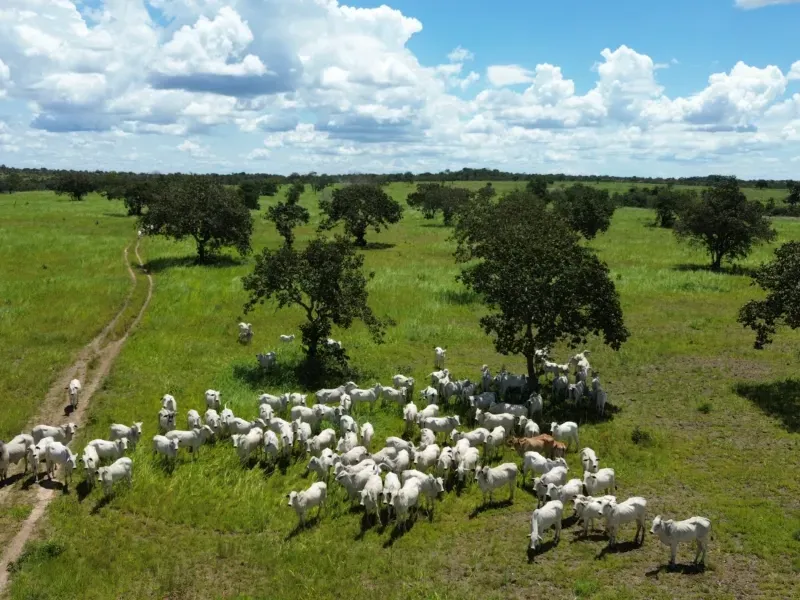 Fazenda em Goianorte/Tocantins — Ref 4K3J26 — Imagem 31