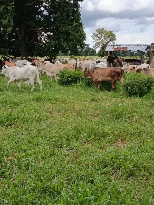 Fazenda em Araguaiana/Mato Grosso — Ref 08WLAP — Imagem 7