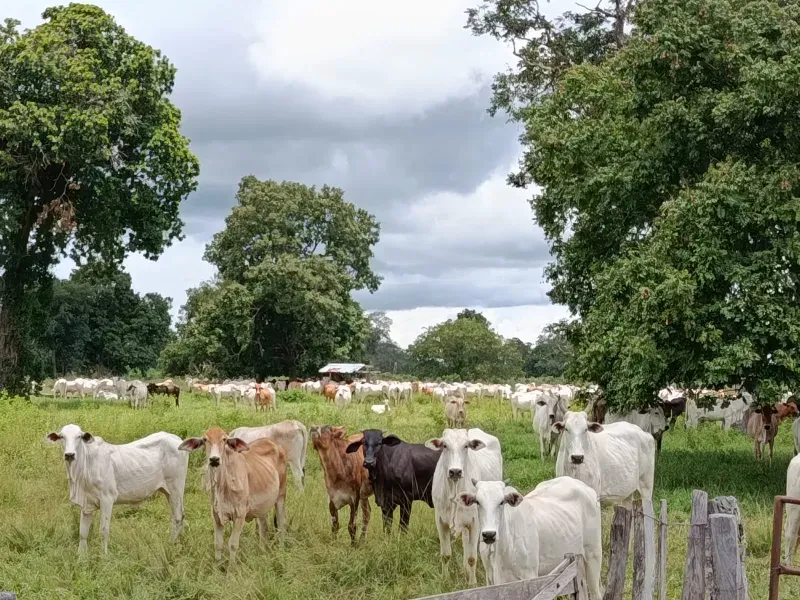 Fazenda em Araguaiana/Mato Grosso — Ref 08WLAP — Imagem 2