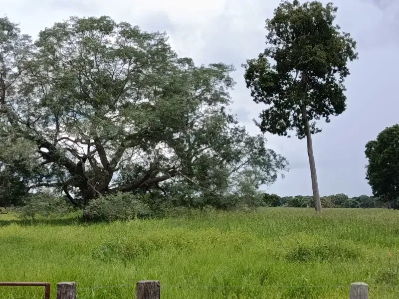 Fazenda em Araguaiana/Mato Grosso — Ref 08WLAP — Imagem 8