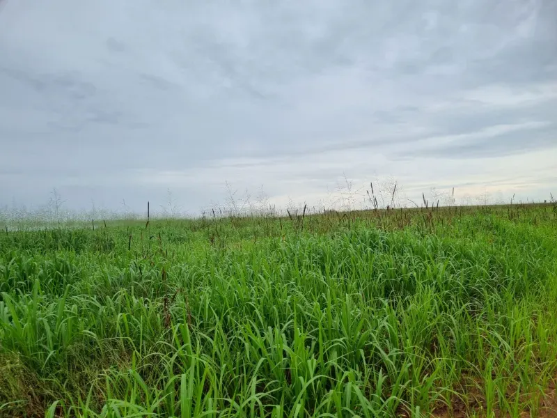 Fazenda em Santa Maria do Tocantins/Tocantins — Ref J67NH1 — Imagem 14